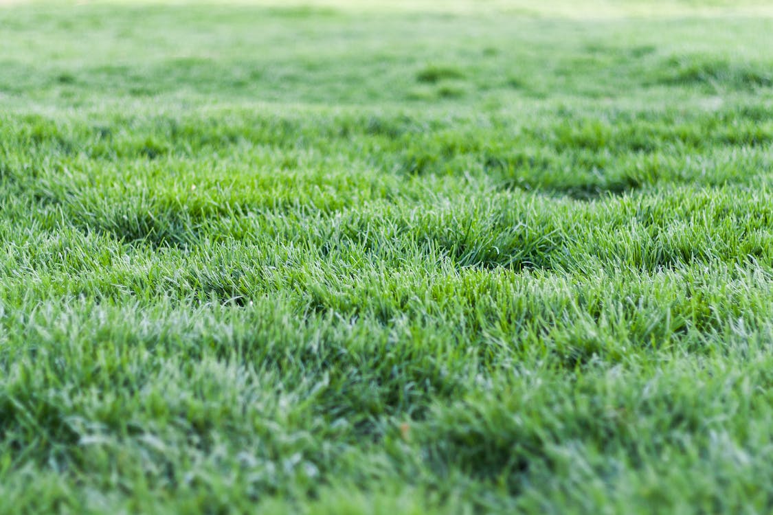 lawn that has been dethatched a few months ago