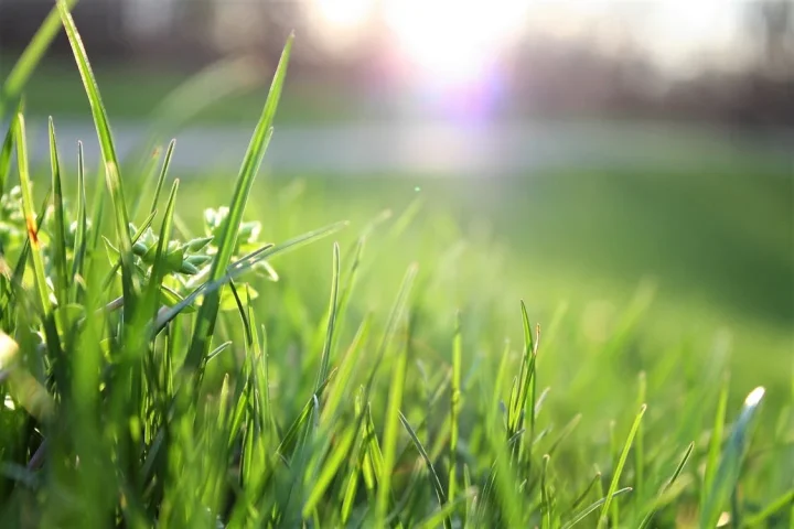 up-close view of field of grass