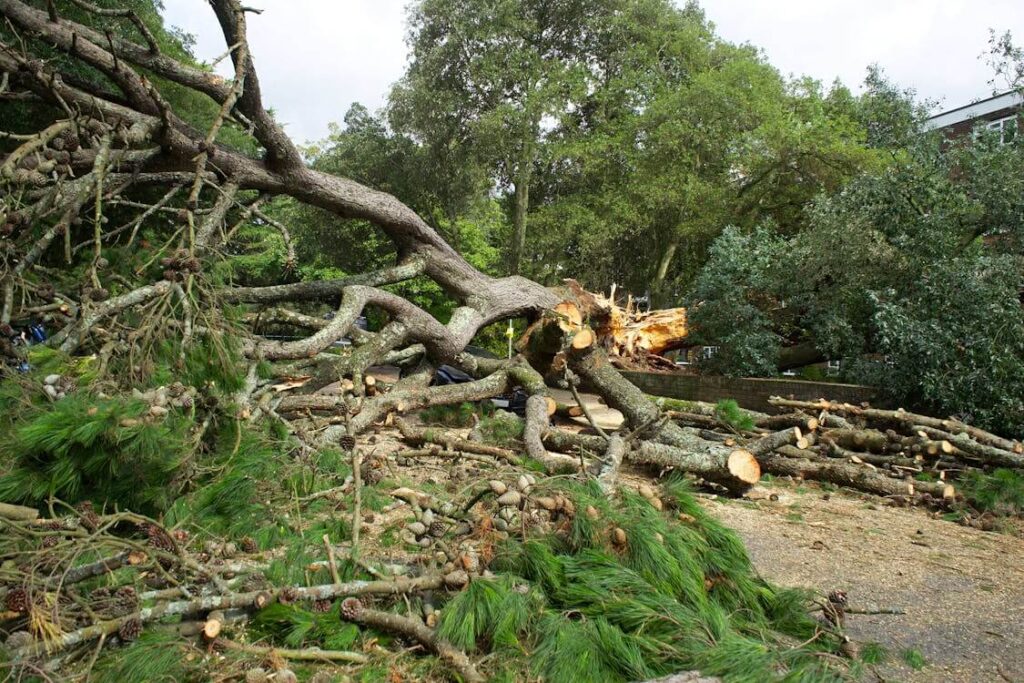 large fallen tree surrounded by broken branches with house hidden in background