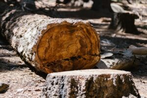 felled tree next to tree stump